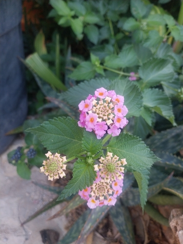 Lantana