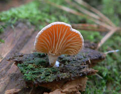 Panellus ligulatus