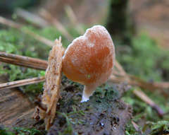 Panellus ligulatus