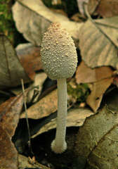 Coprinopsis nivea