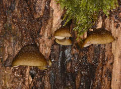 Simocybe phlebophora
