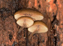 Simocybe phlebophora