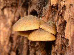 Simocybe phlebophora