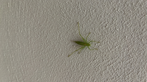 Southern Oak Bush-cricket
