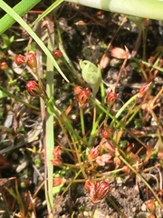 Juncus kelloggii