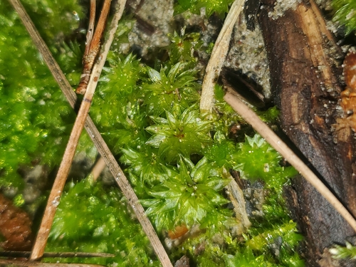 Rosulabryum subtomentosum observed 2026-10-01