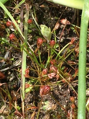Juncus kelloggii