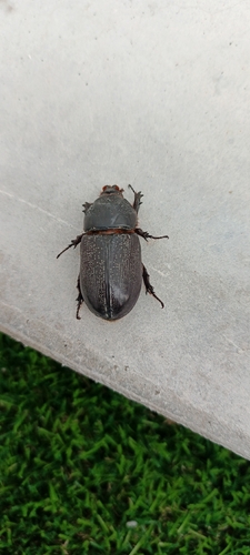 Coconut Rhinoceros Beetle