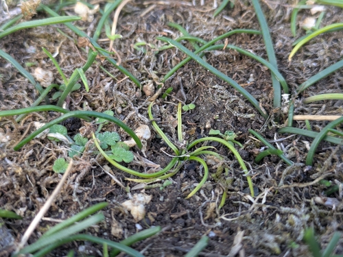 Isoetes histrix, 2026-09-30