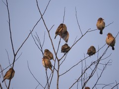 Ploceus megarhynchus