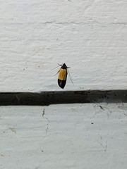 Anacampsis coverdalella
