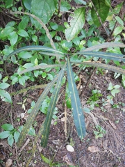 Pseudopanax crassifolius