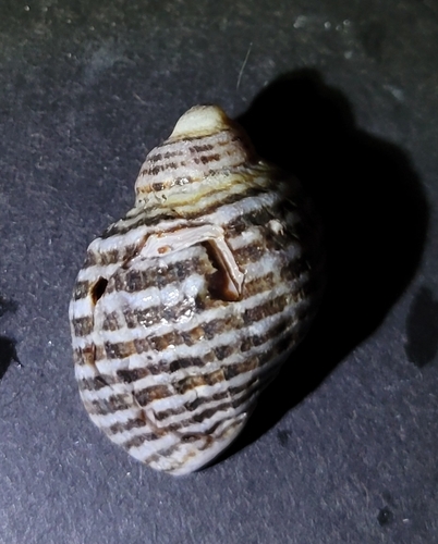 Nucella emarginata observed 2026-10-01