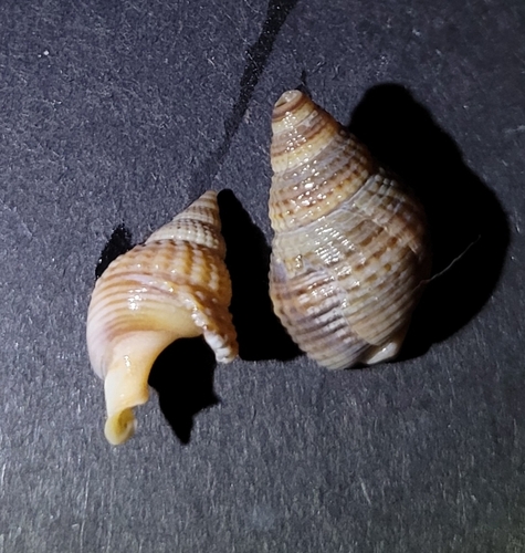 Nassarius fossatus, 2026-10-01