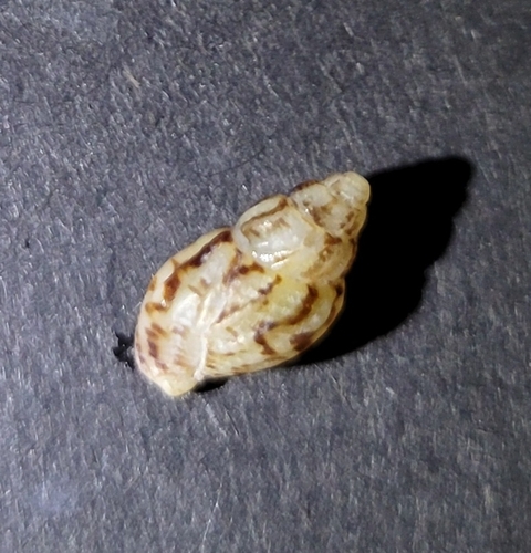 Amphissa versicolor observed 2026-10-01