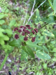 Thaspium trifoliatum trifoliatum