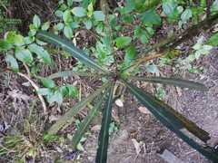 Pseudopanax crassifolius