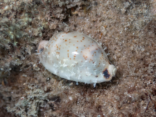 Cypraea hirundo observed 2026-10-01