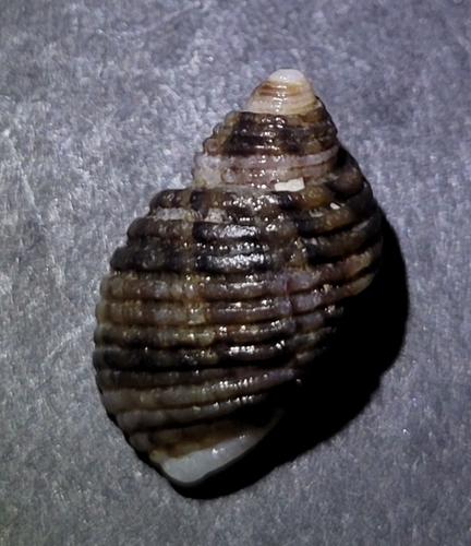 Nucella canaliculata observed 2026-10-01