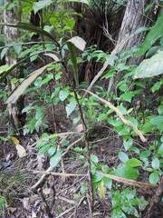 Pseudopanax crassifolius