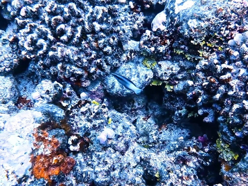 Labroides bicolor observed 2026-09-30