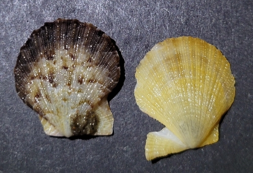 Giant Rock Scallop