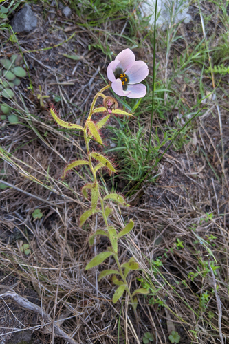 Drosera cistiflora