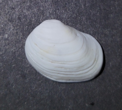 Hearty Petricola