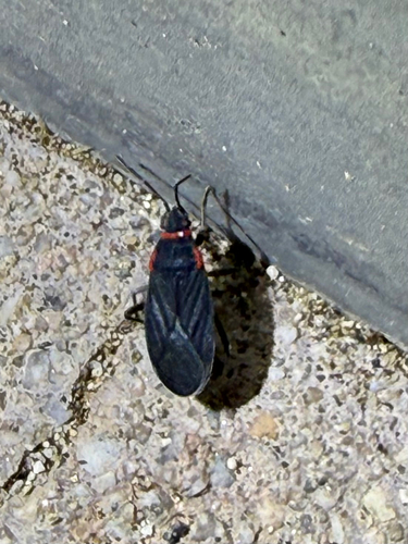Melacoryphus rubicollis