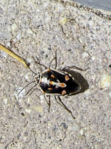 Bagrada Bug