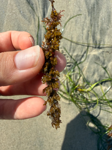 Sargassum agardhianum observed 2026-09-29