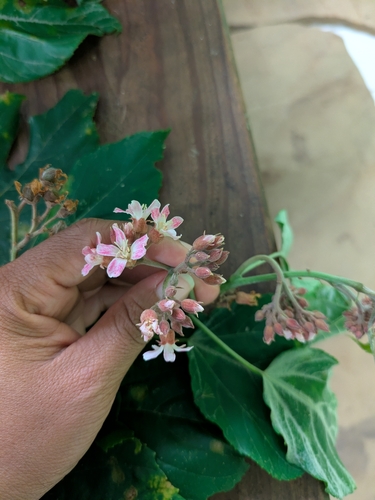 Melochia odorata observed 2026-10-01