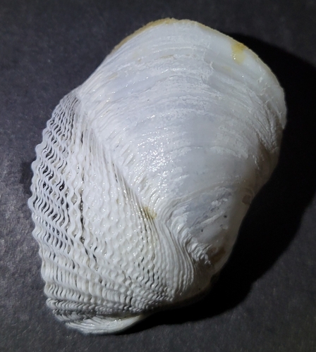Wart-necked Piddock