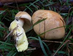 Cortinarius memoria-annae