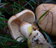Cortinarius memoria-annae