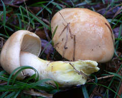 Cortinarius memoria-annae