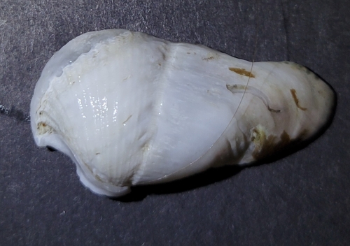 Flat-tip Piddock