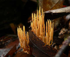 Phaeoclavulina flaccida