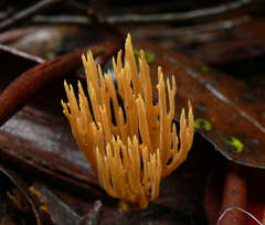 Phaeoclavulina flaccida
