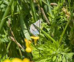 Polyommatus icarus