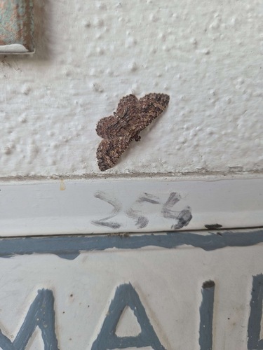 Somber Carpet Moth