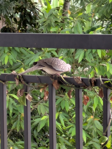 Spotted Dove (Sri Lankan)