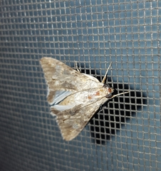 Lepidoptera