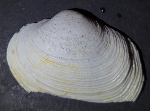 California Butterclam