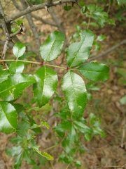 Zanthoxylum hirsutum