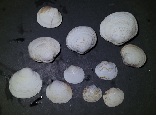 Pacific Littleneck Clam