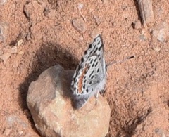 Euphilotes bernardino