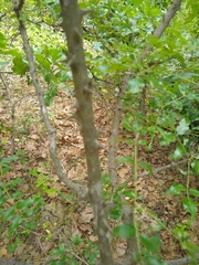 Zanthoxylum hirsutum