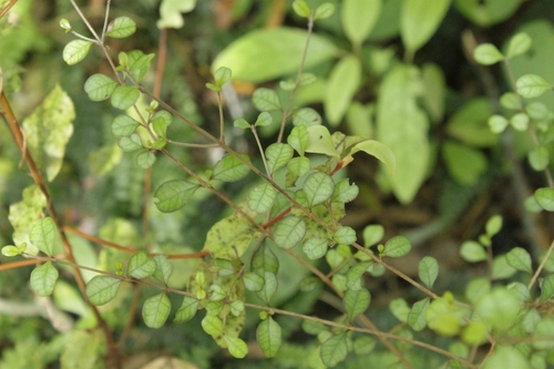 Lophomyrtus obcordata, 2026-10-01