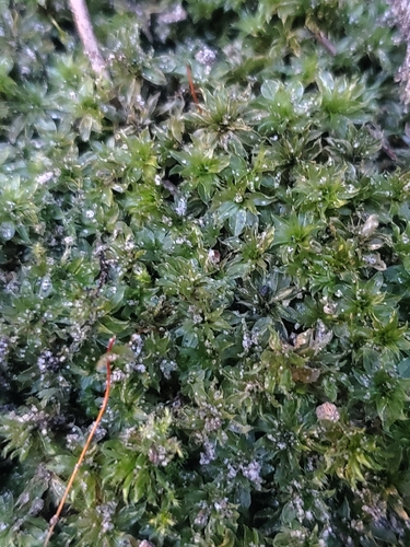 Rosulabryum subtomentosum observed 2026-10-01